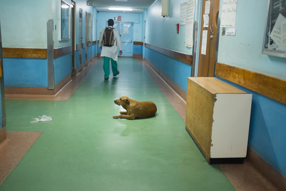 From the series X-Ray. Sometimes, the only guardians in public hospitals are stray dogs. Because of this lack of security, doctors have often been robbed during both day and night shifts. ©Betty Zapata